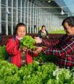 河北丰宁：数字化蔬菜种植助农增收