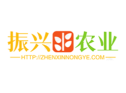 北纬 36°姜香千年不散 昌邑大姜书写产业文化新篇